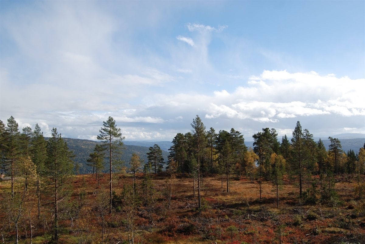 Området i høstfarger Galleribilde