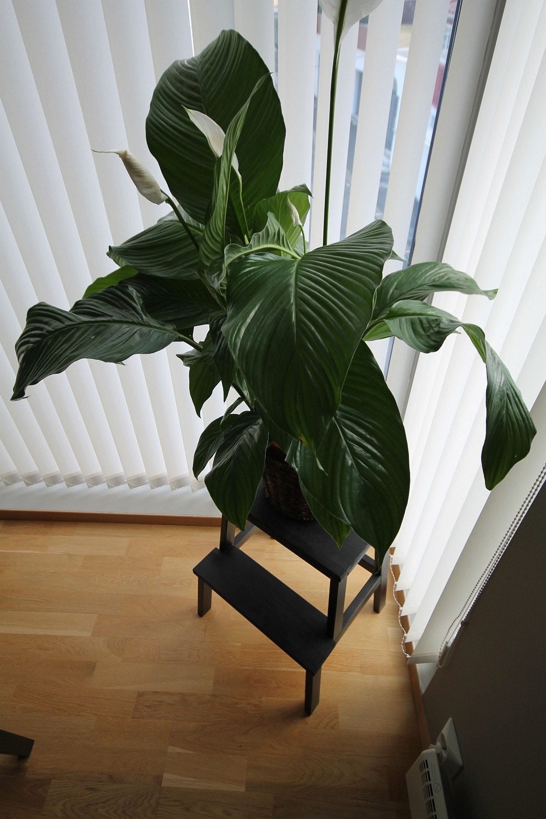 Interiør. Galleribilde