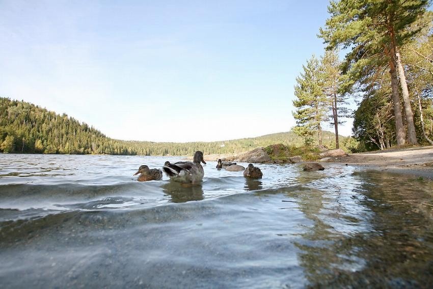 Idyll fra Stordammen Galleribilde