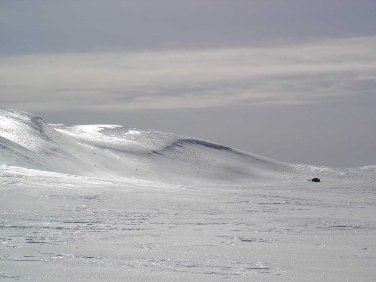 Høyfjellet Galleribilde