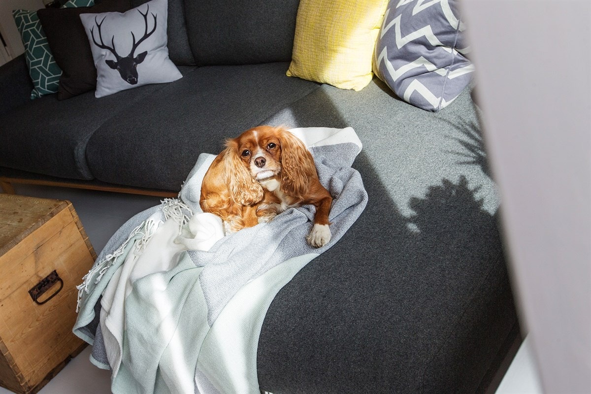 Dyr er velkomne i sameiet. Galleribilde