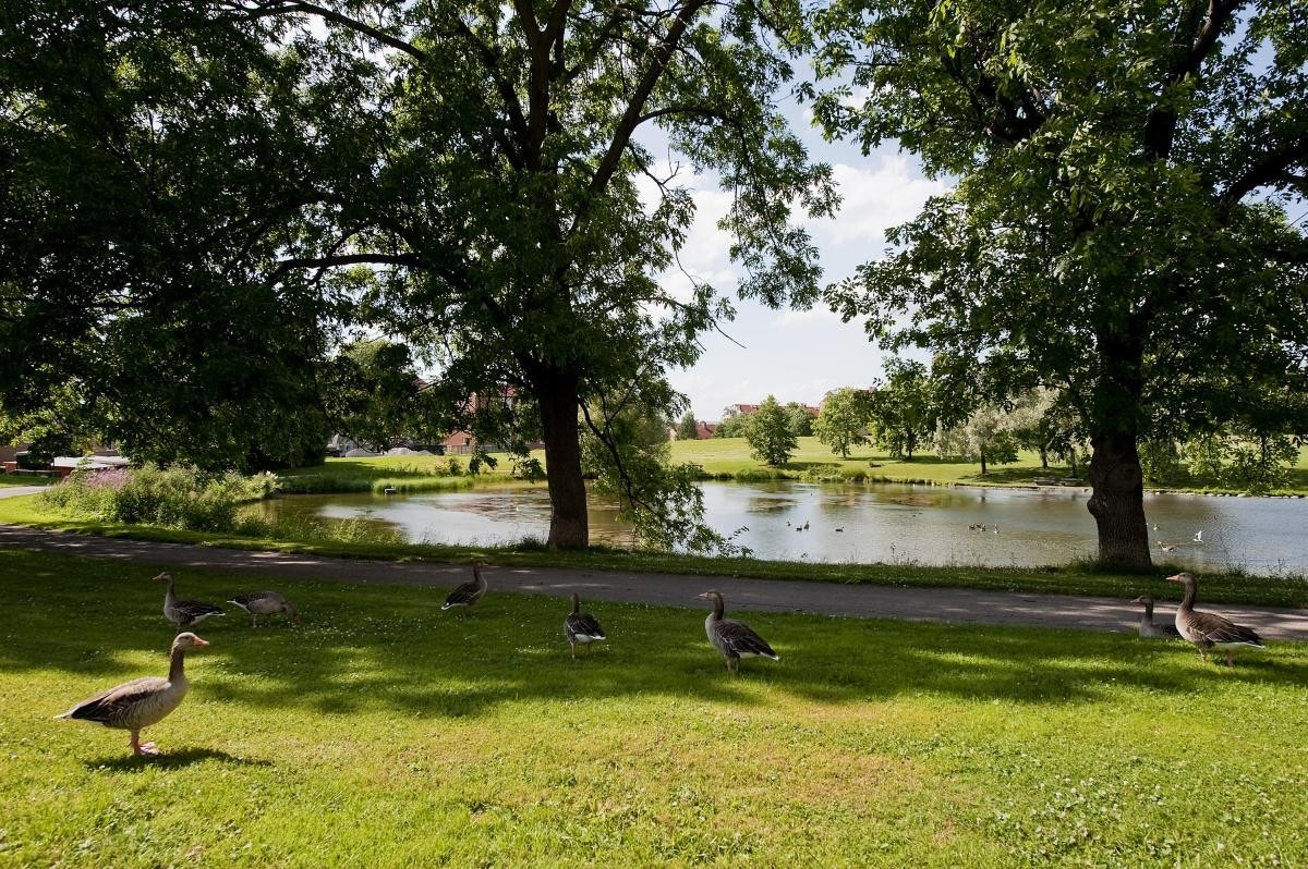 Ved det store grøntområdet har du alle muligheter for gåturer, jogging eller sykling. Galleribilde