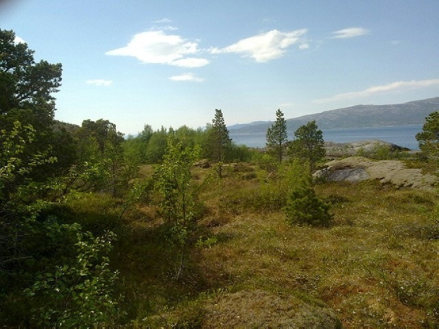 Utover Ofotfjorden Galleribilde