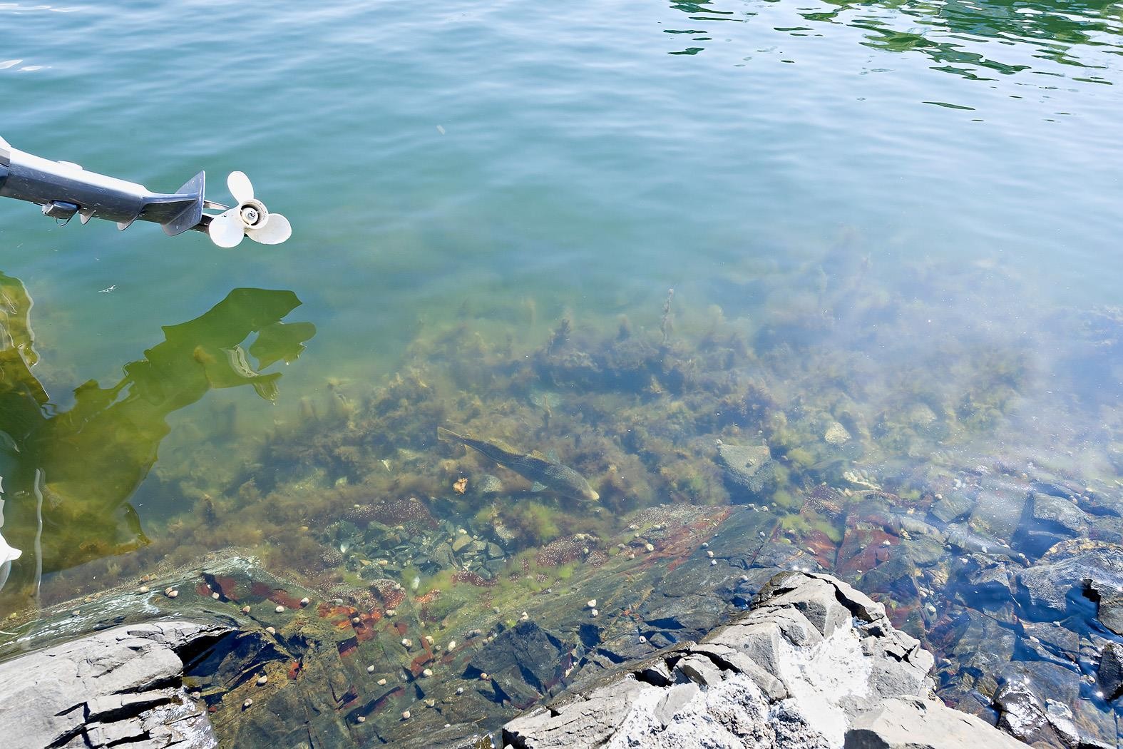 Her har du det som fisken i vannet!! Galleribilde