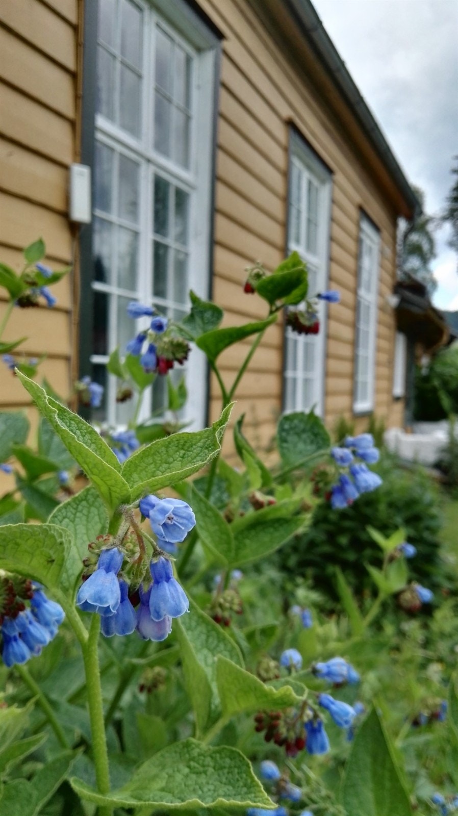 Sommeridyll Galleribilde