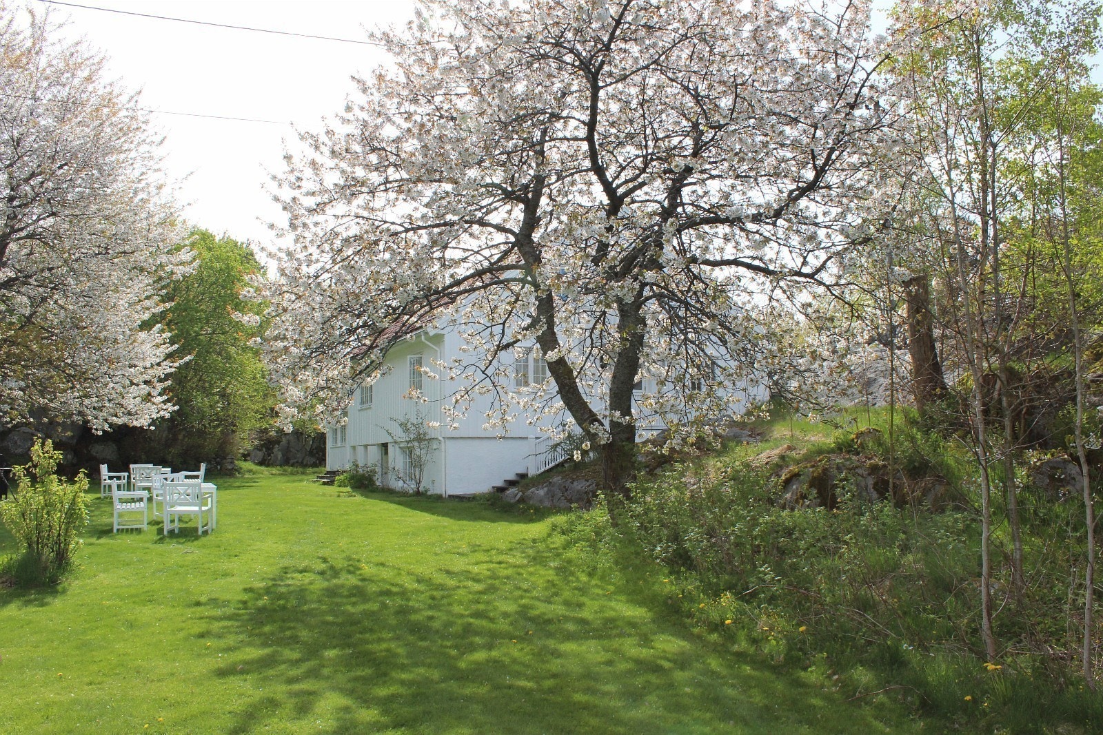 Flekken-Ågerøya - Vår blomstring. Galleribilde