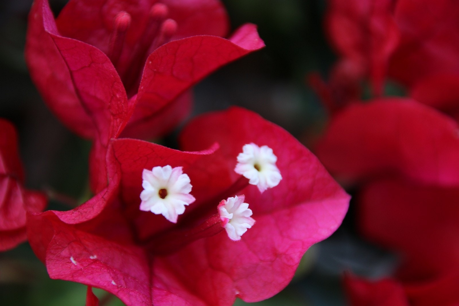 Gartneren gjør en flott jobb Galleribilde