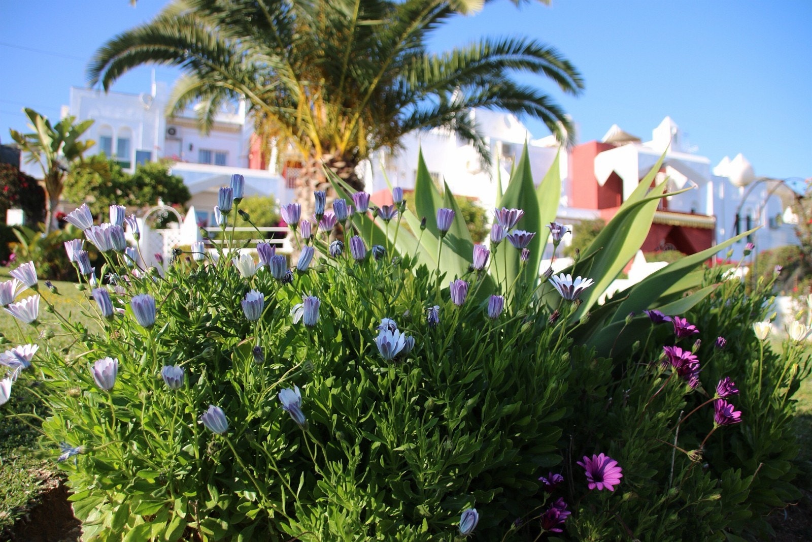 Flott blomstring i urbanisasjonen Galleribilde