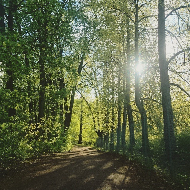 Nydelige stier i Kongeskogen Galleribilde