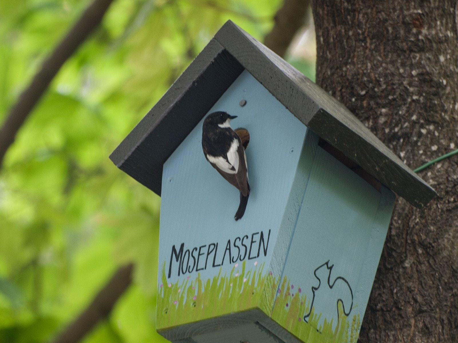 Selger står bl.a. bak Norges mest leste hageblogg, Moseplassen Galleribilde