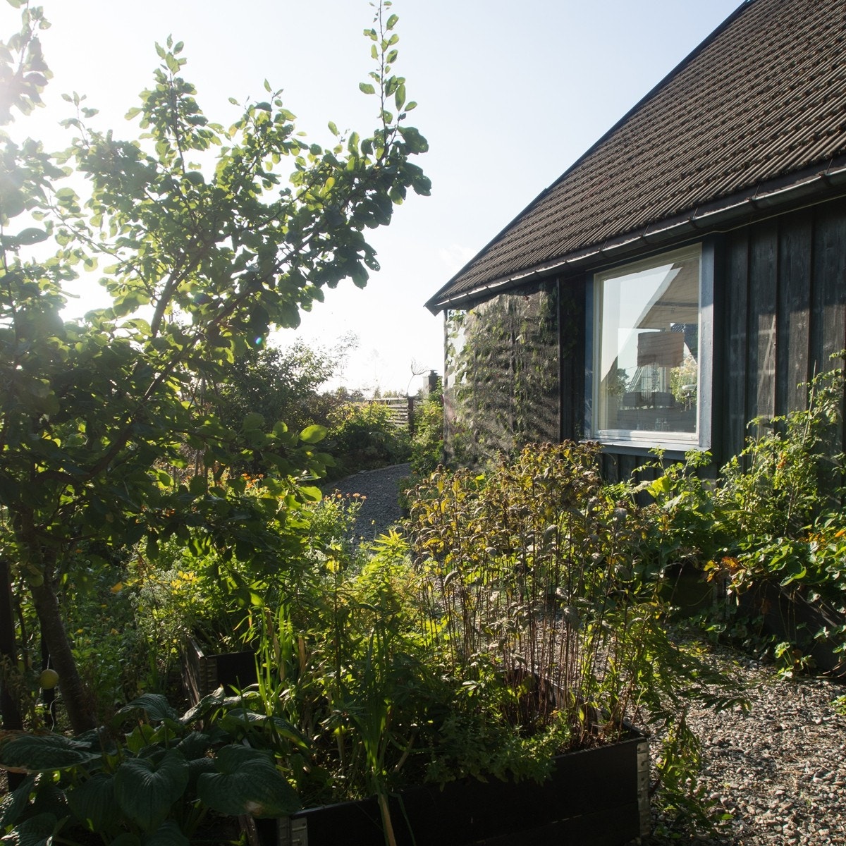 Kjøkkenhagen rommer blant annet plommetre, eplehekk og søte druer som dyrkes mot husveggen Galleribilde