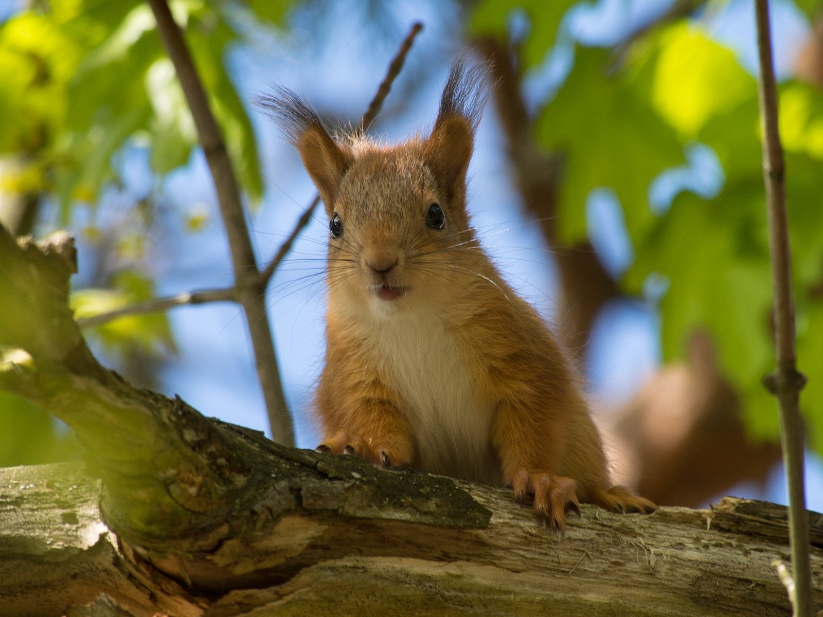Nysgjerrig ekornunge på tomten Galleribilde