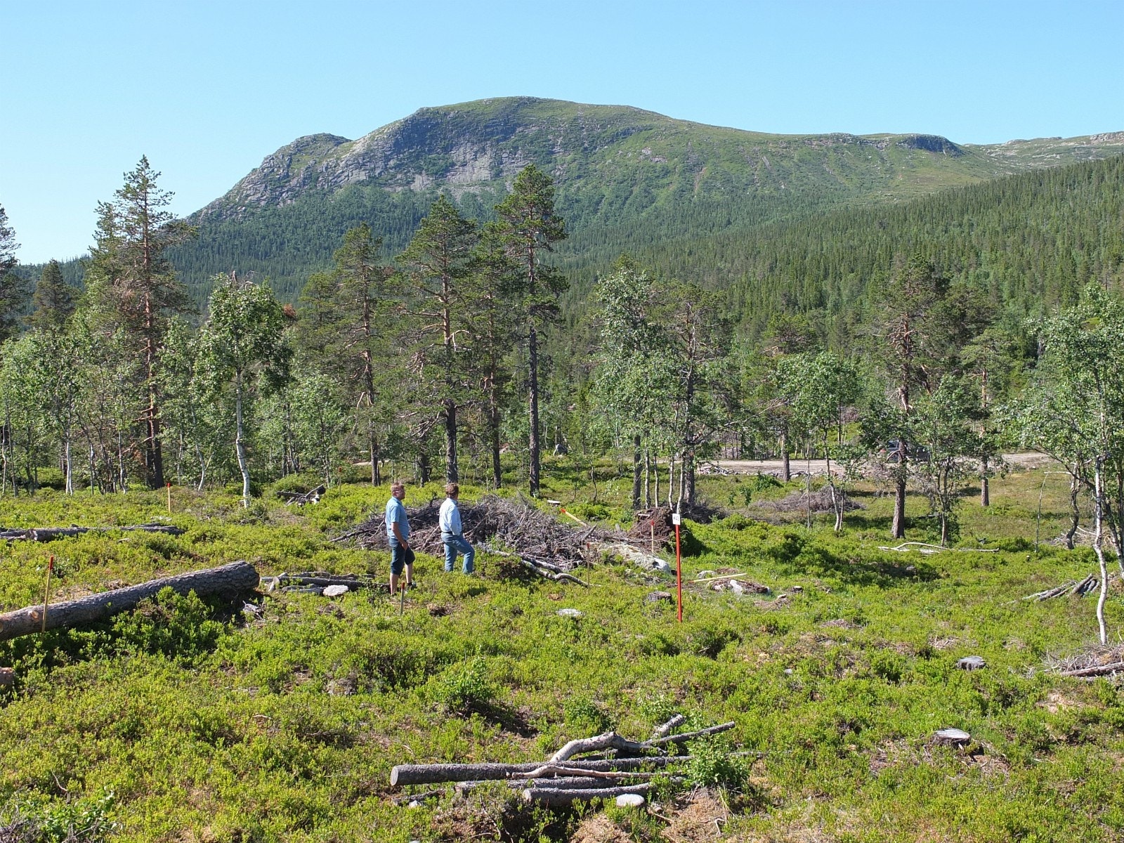 Bildet er tatt i hyttefeltet Galleribilde