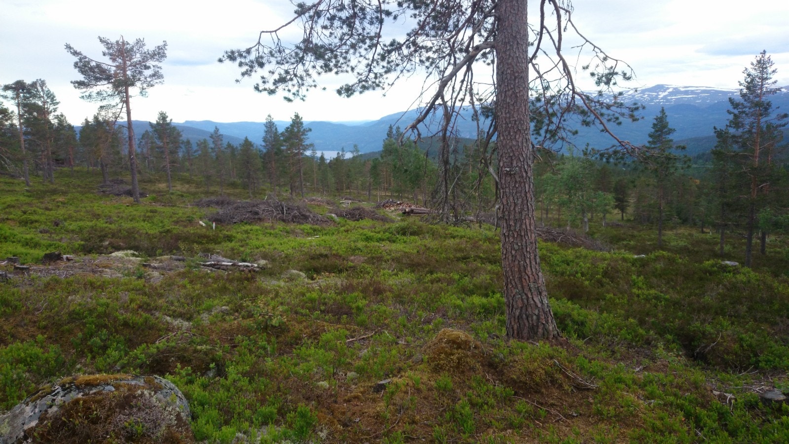 Bildet er tatt ved tomta Galleribilde
