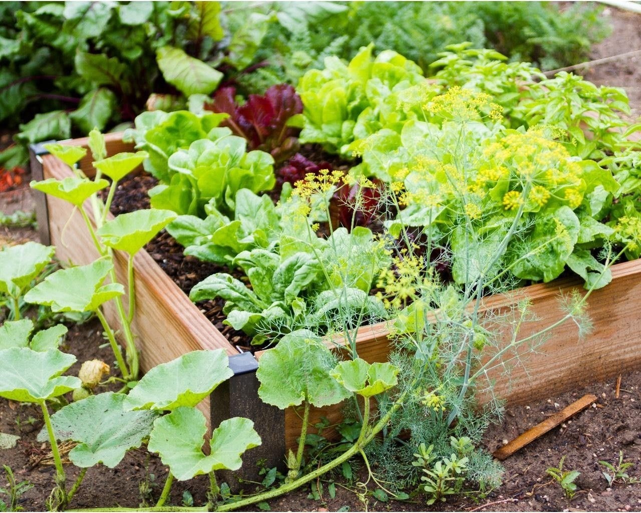 På den store terrassen kan man dyrke grønnsaker. Galleribilde