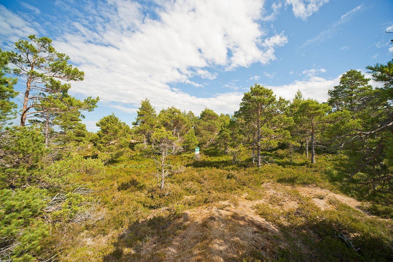 Hyttetomt Galleribilde