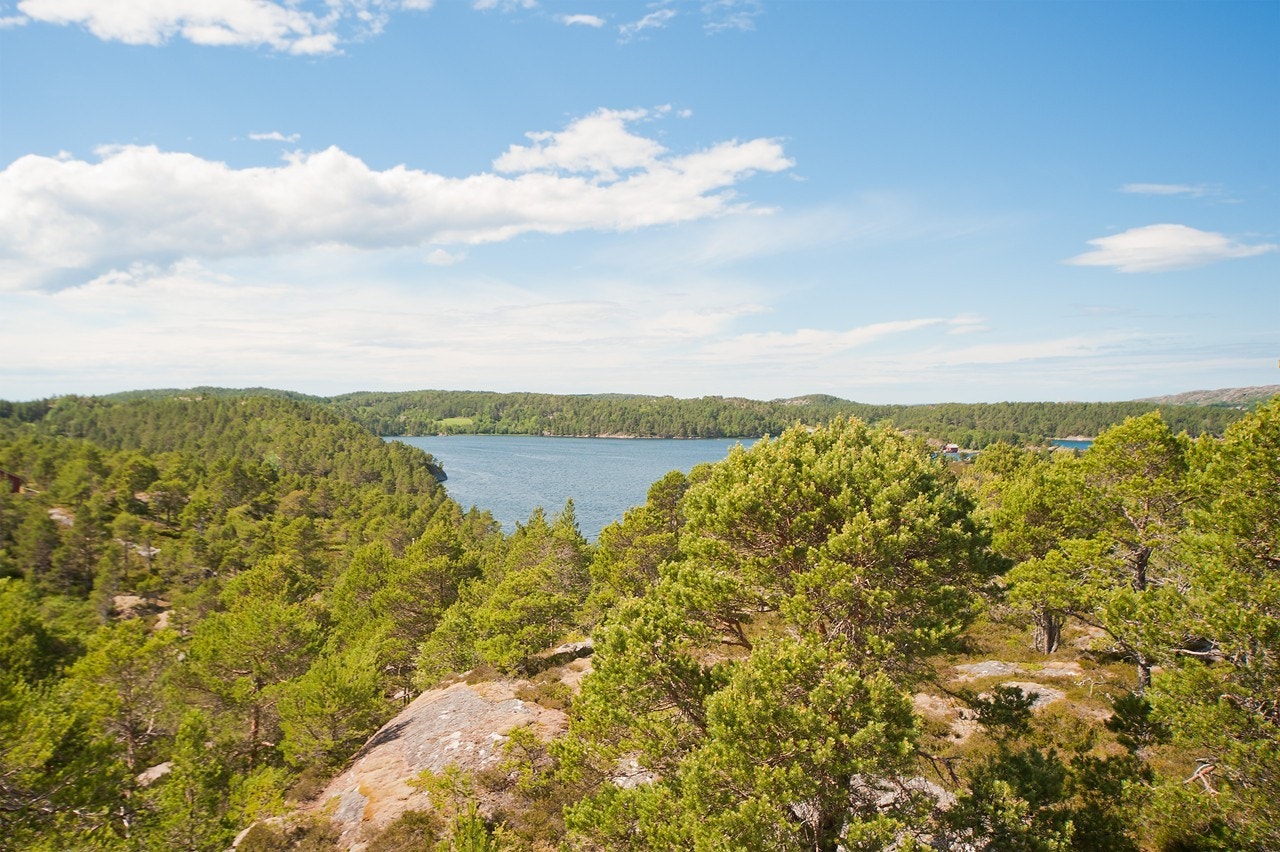 Utsikt mot fjorden Galleribilde