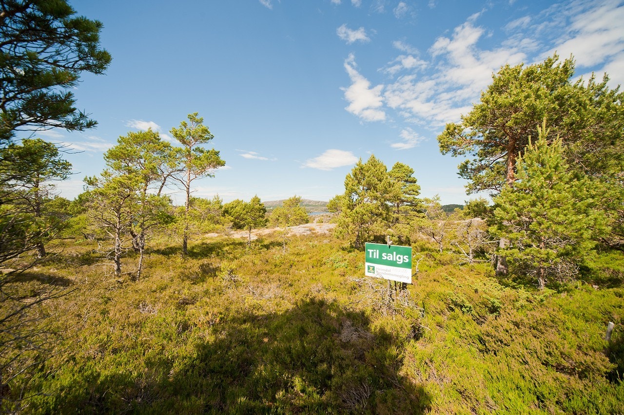 Hyttetomt Galleribilde