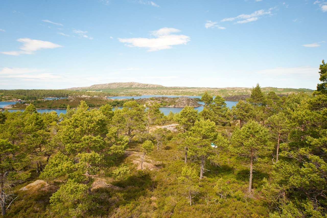 Hyttetomt Galleribilde