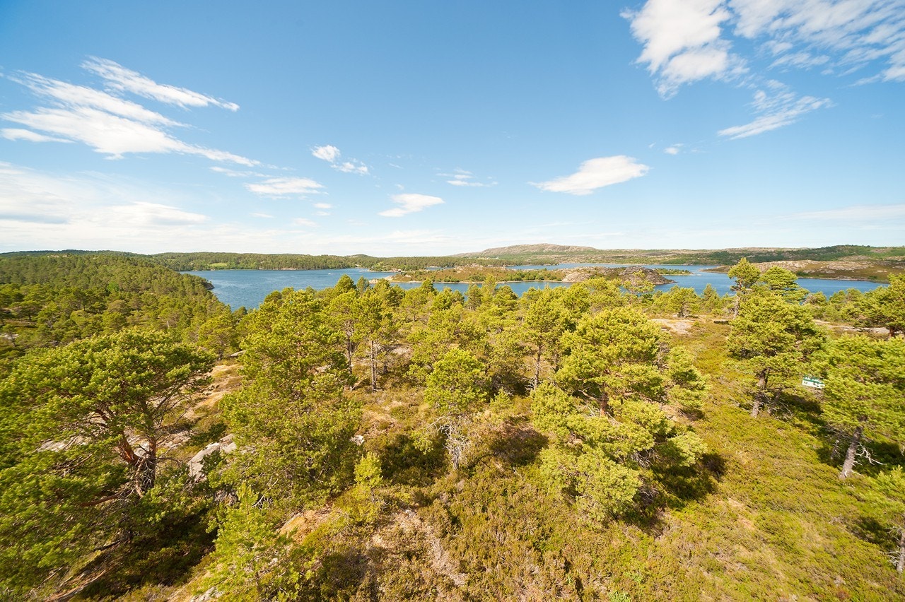 Hyttetomt Galleribilde