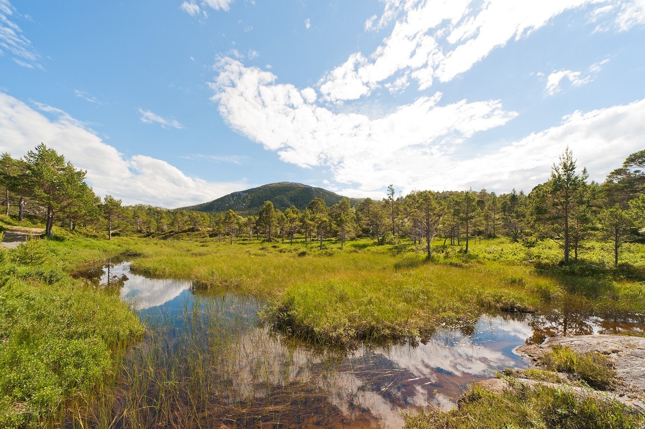 Natur like ved tomten Galleribilde
