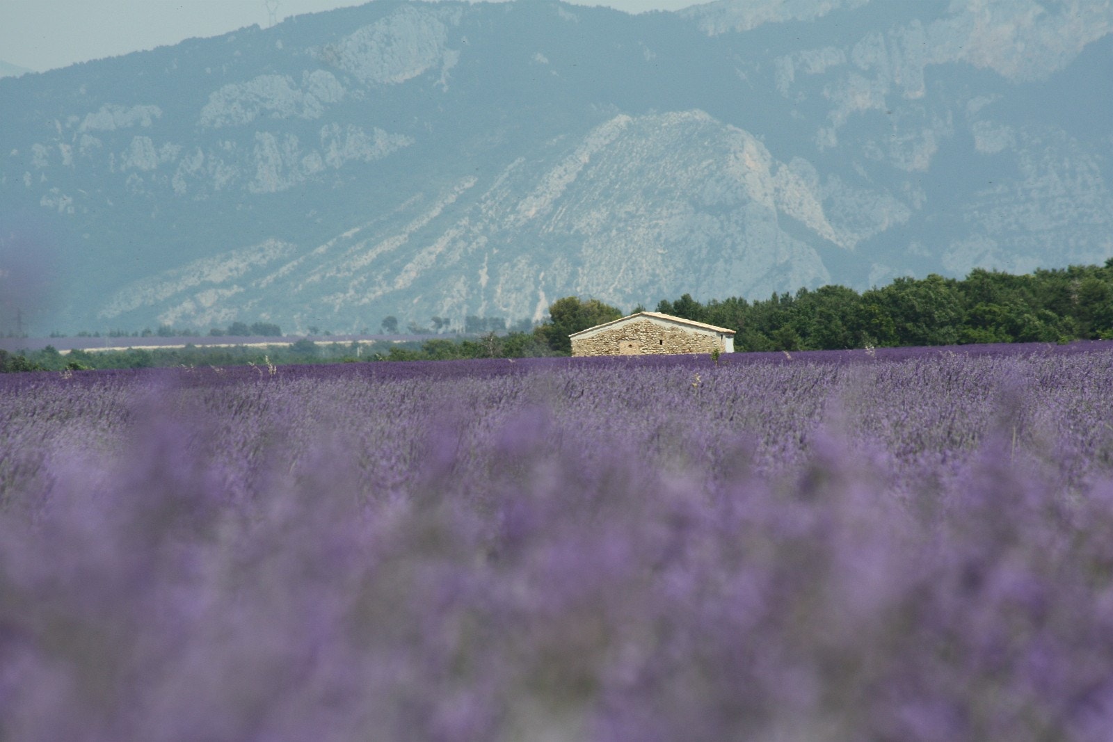 Lavendel....... Galleribilde