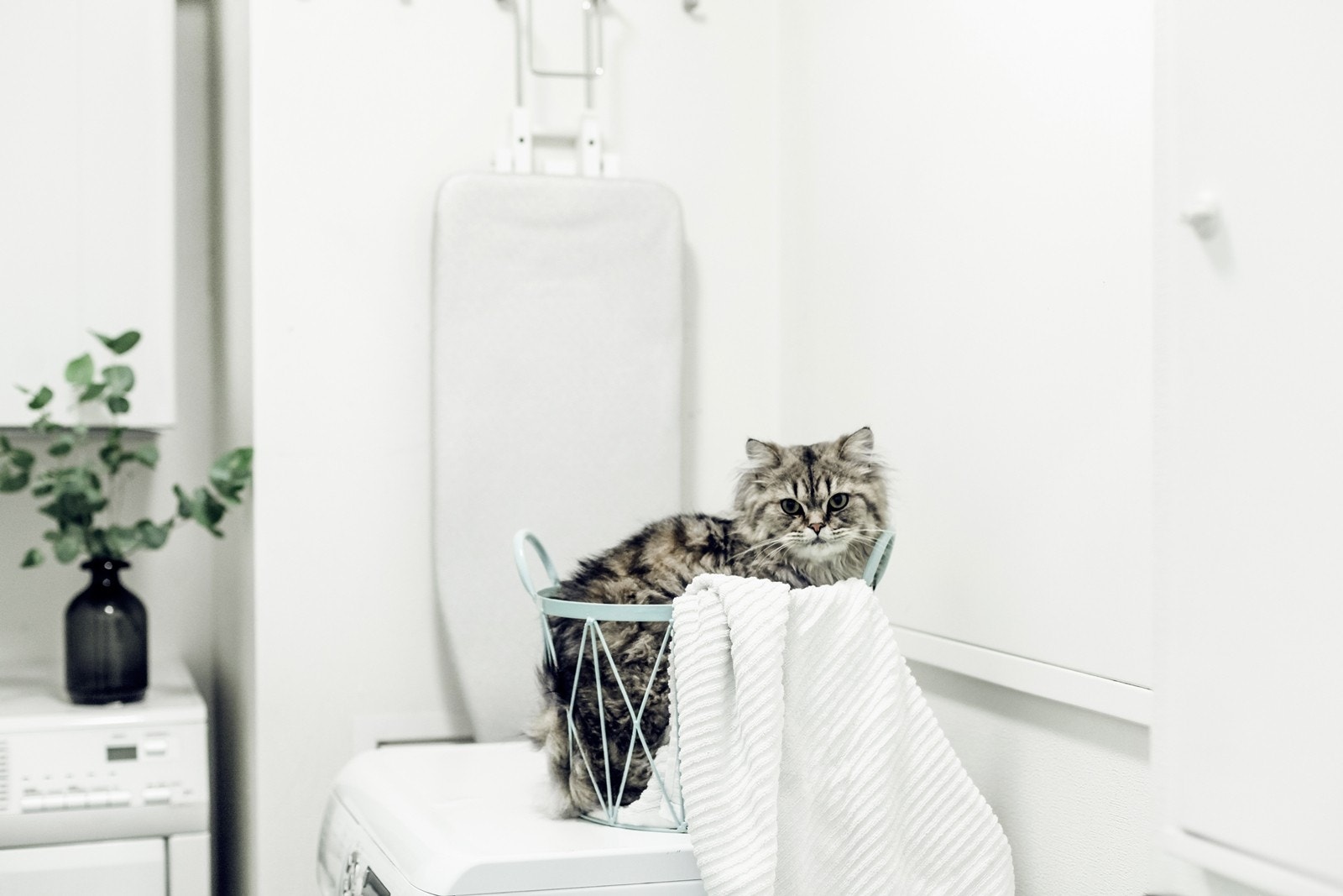 Pelle på vaskerommet Galleribilde