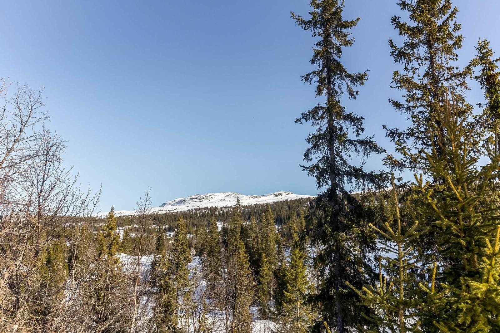 Holmevassnatten og Drottninggutunatten i det fjerne som er et yndig turmål sommer og vinter. Galleribilde