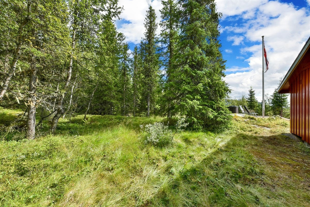 Nydelige naturområder rundt hytta for både barn og unge. Galleribilde