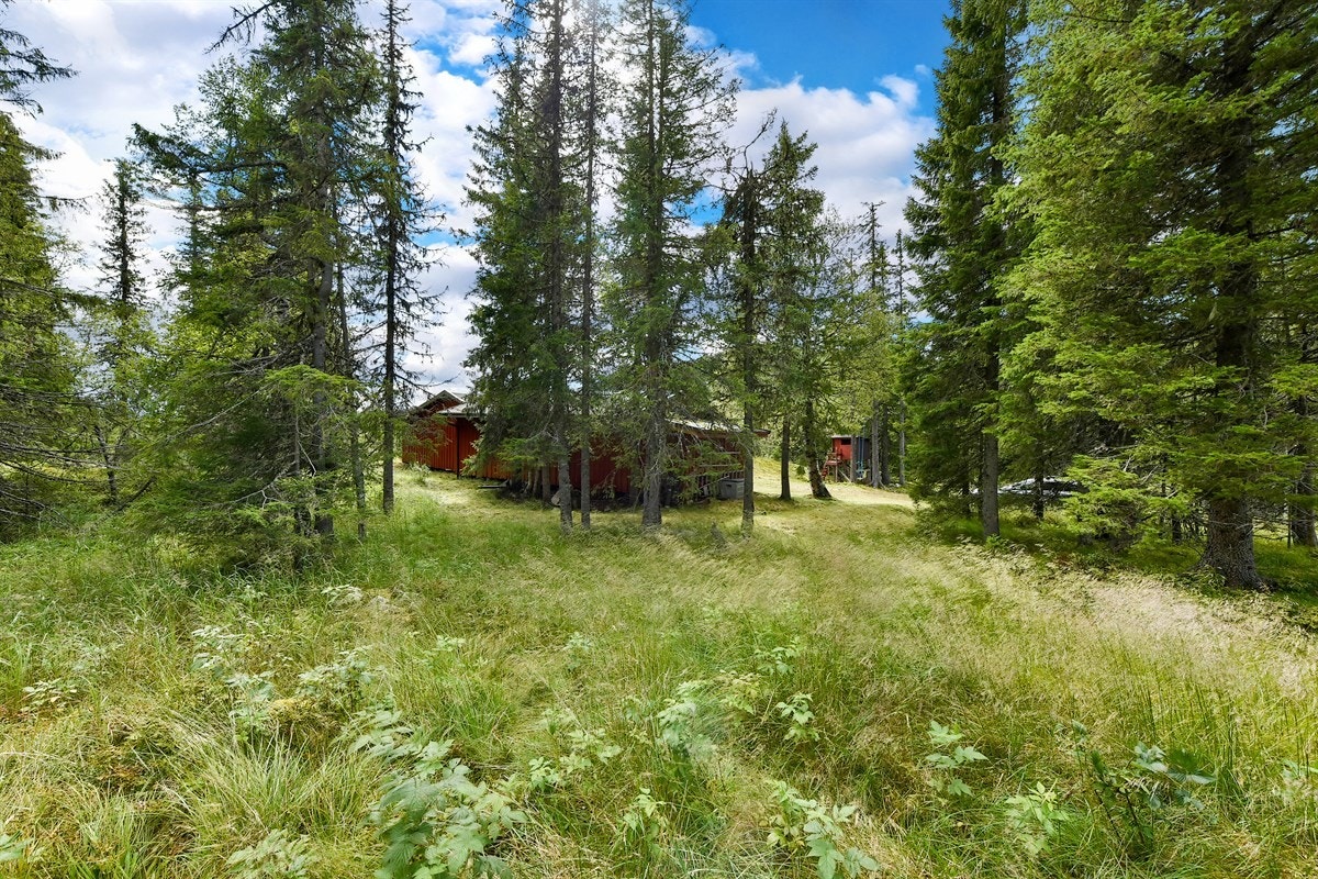 Nydelige naturområder rundt hytta for både barn og unge. Galleribilde