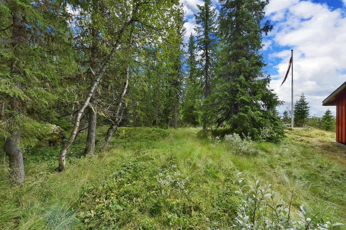 Nydelige naturområder rundt hytta for både barn og unge. Galleribilde