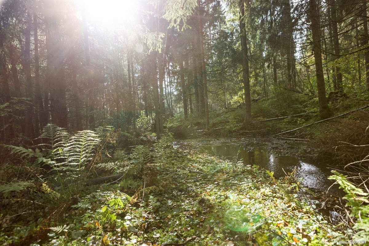 Områdebilde Galleribilde