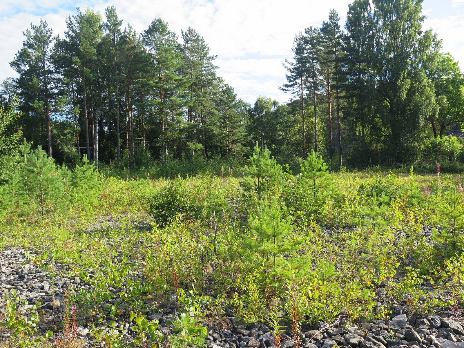 Grovplanert område Galleribilde