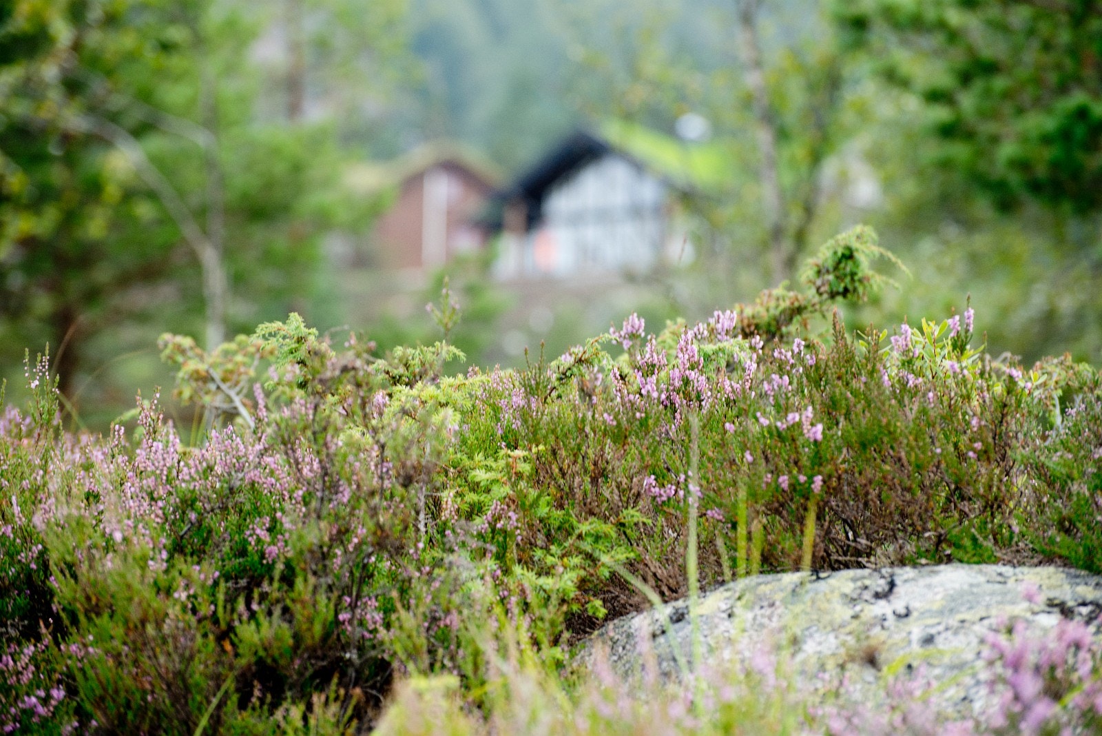 Natur ved hyttefeltet på Sandvand Galleribilde