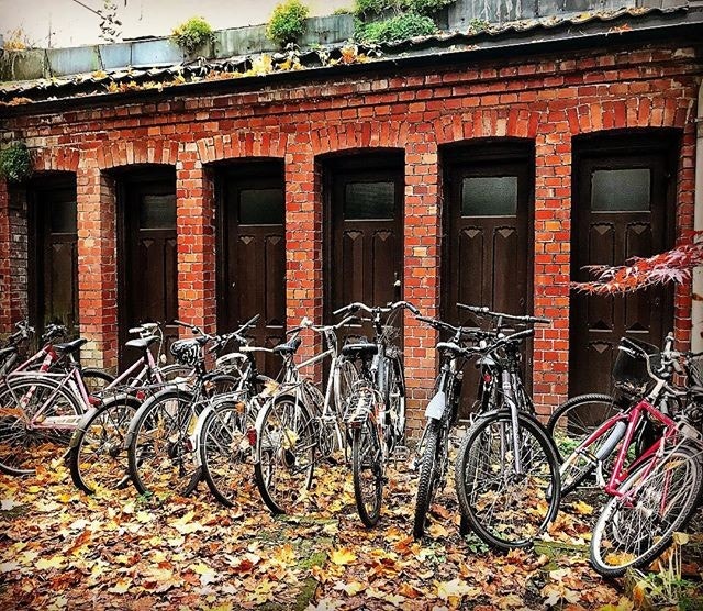 Bakgård med japanske trær, sykkelparkering og cafebord Galleribilde