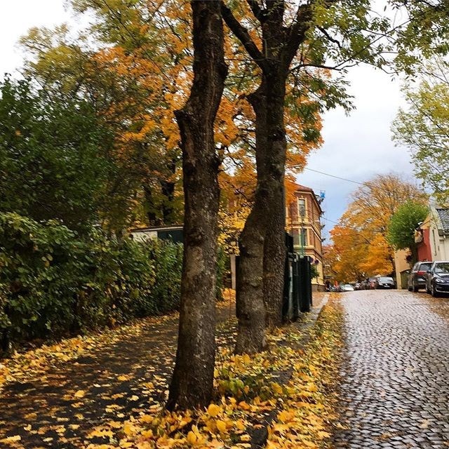 Høst i Underhaugsveien Galleribilde
