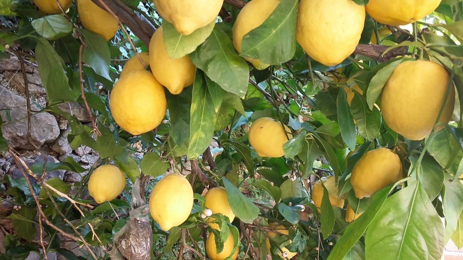 Sitroner i hagen Galleribilde