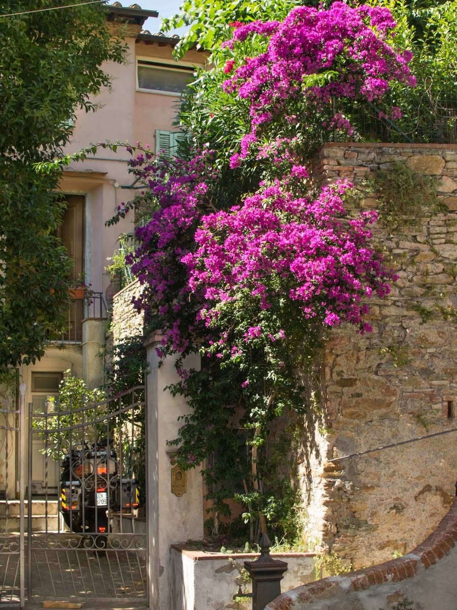 Porten med buganvilla Galleribilde