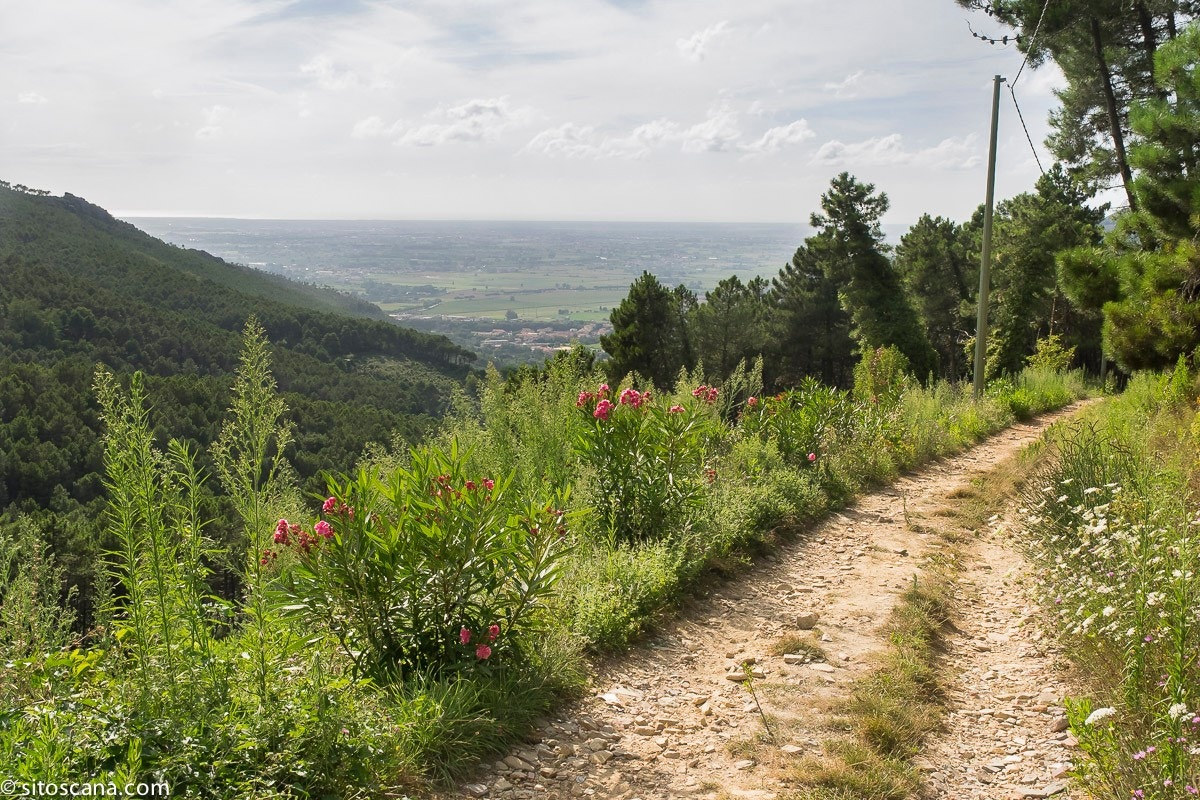 Tursti i åssiden med utsikt til Pisa og Middelhavet Galleribilde