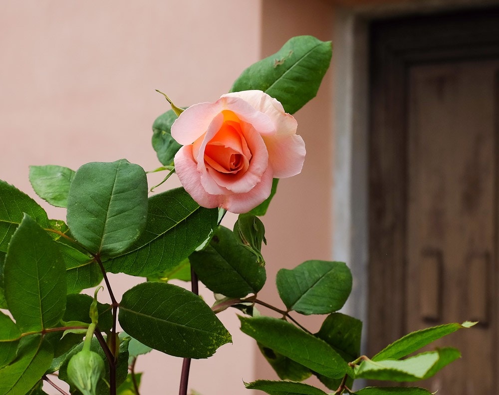 Rosa rose utenfor vårt rosa hus Galleribilde