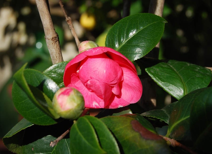 Vår camelia blomstrer i januar Galleribilde