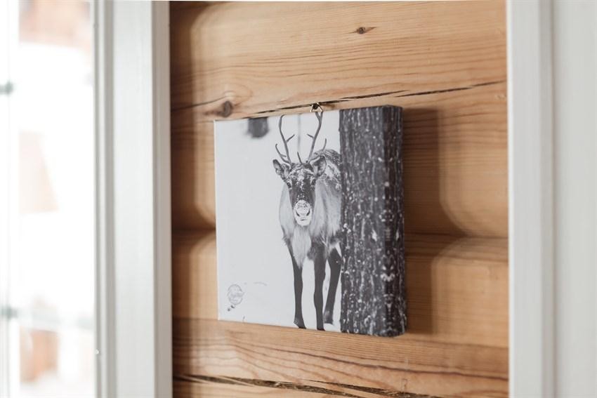 Reinsdyr Galleribilde