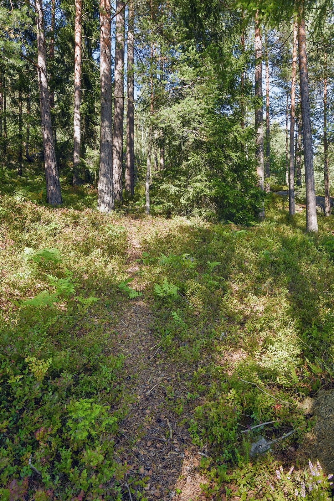 På baksiden av boligen har man også marka med turstier som nærmeste nabo. Galleribilde