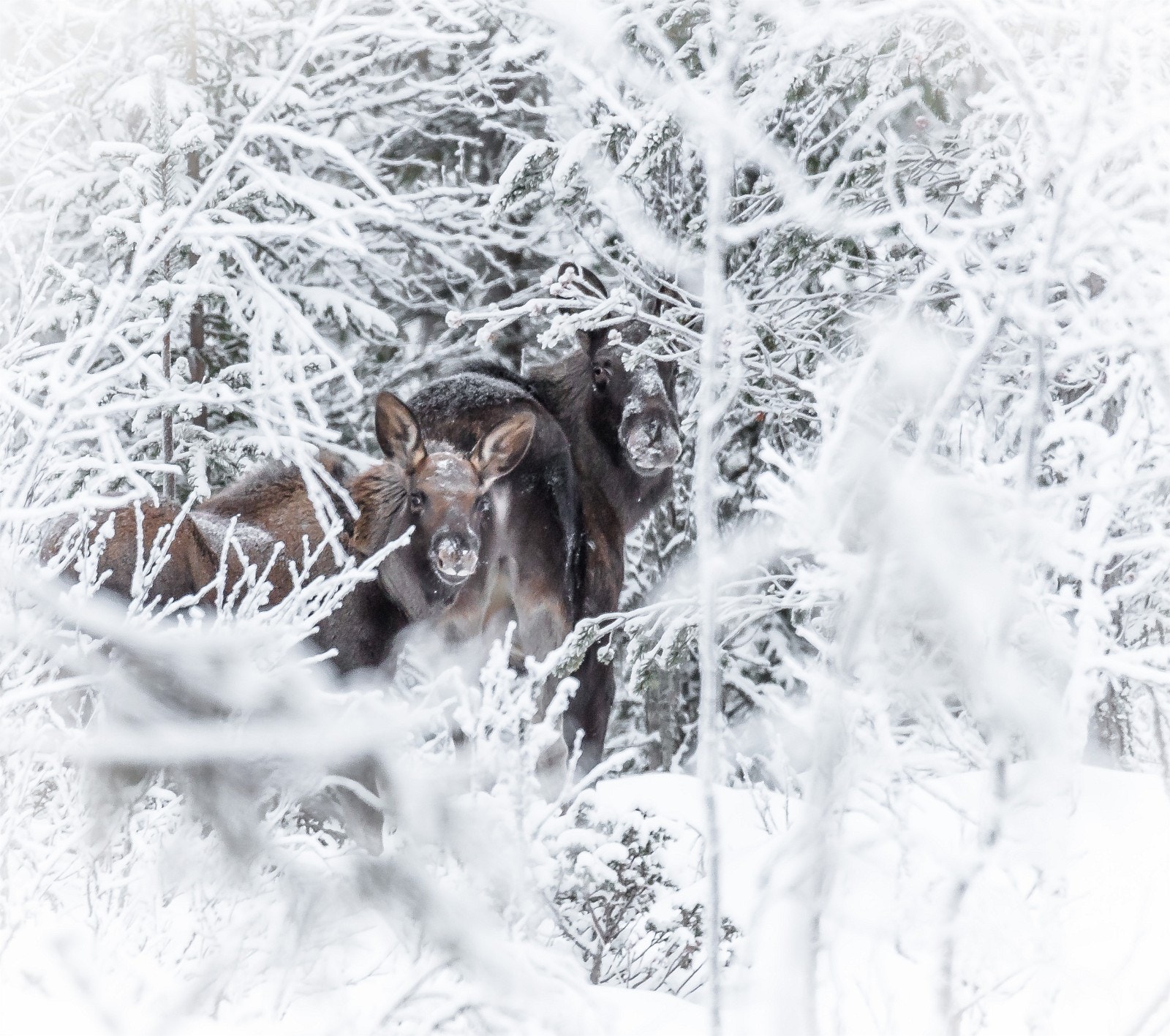 Naturopplevelser. Galleribilde