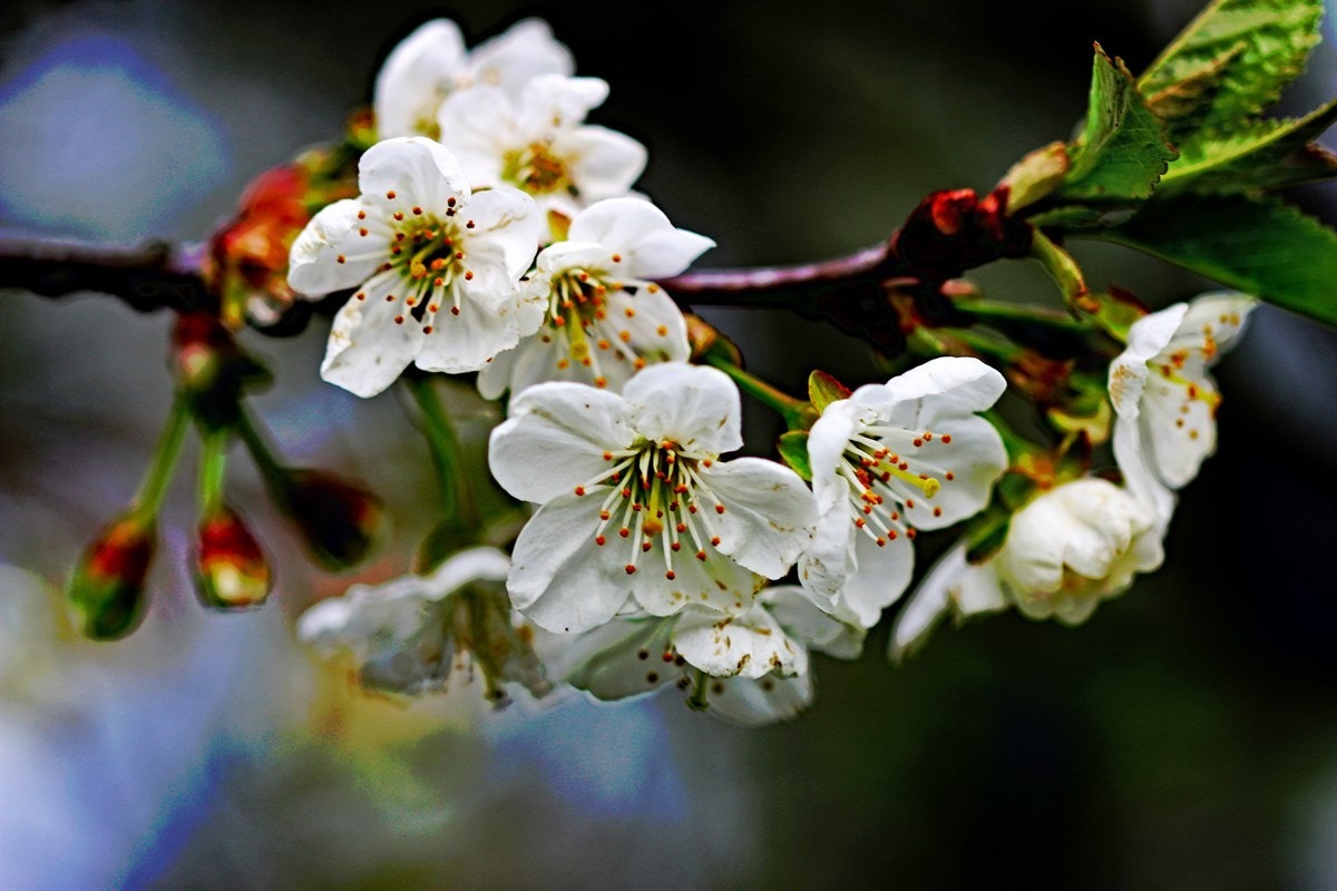 Bilde fra nærområdet Galleribilde