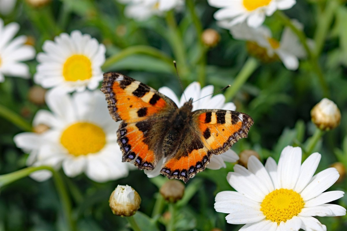 Bilde fra nærområdet Galleribilde