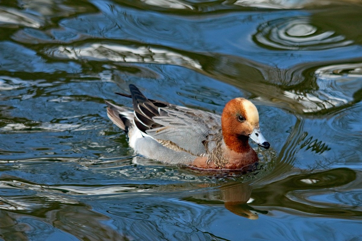 Bilde fra nærområdet Galleribilde