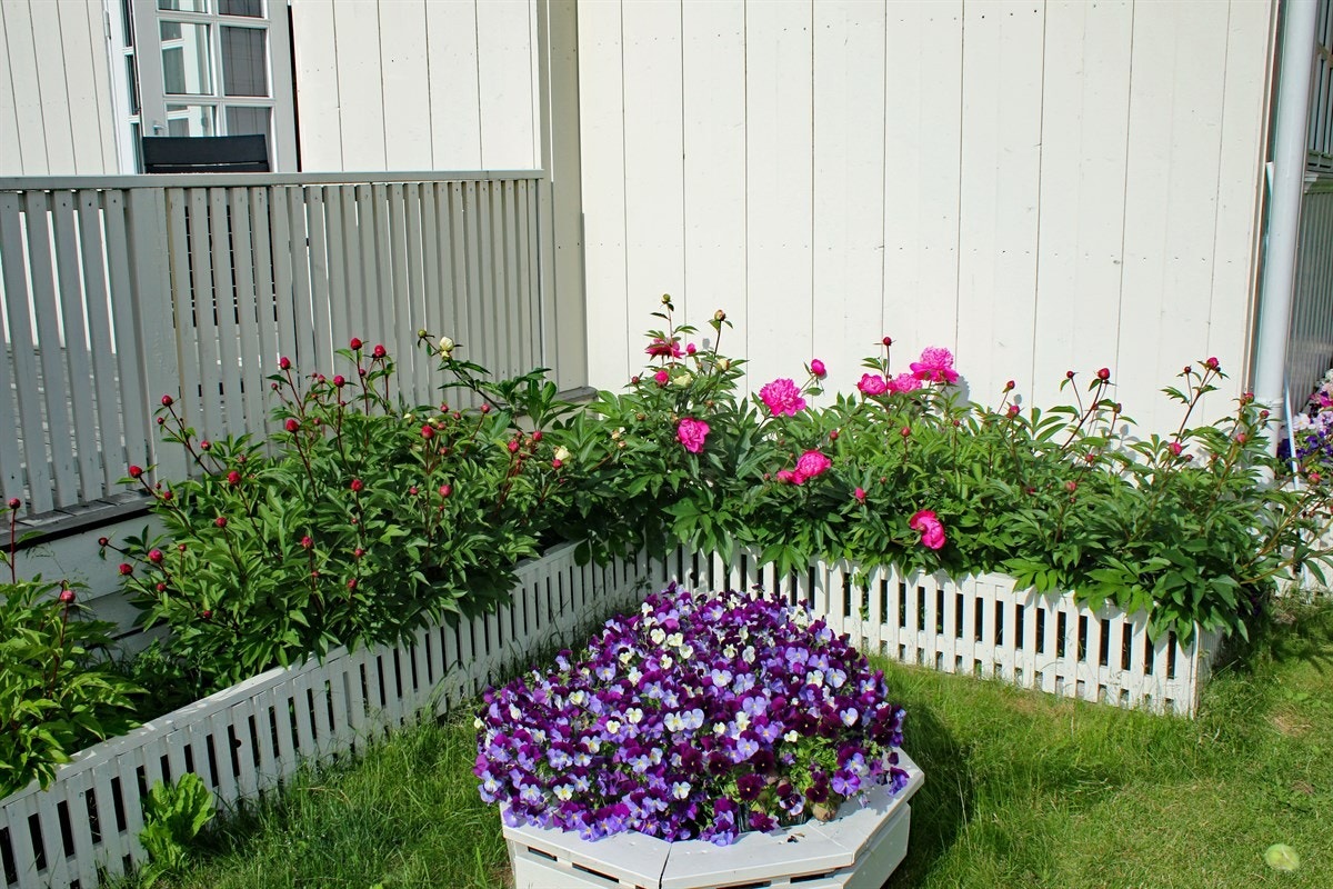 Frodig hage Galleribilde