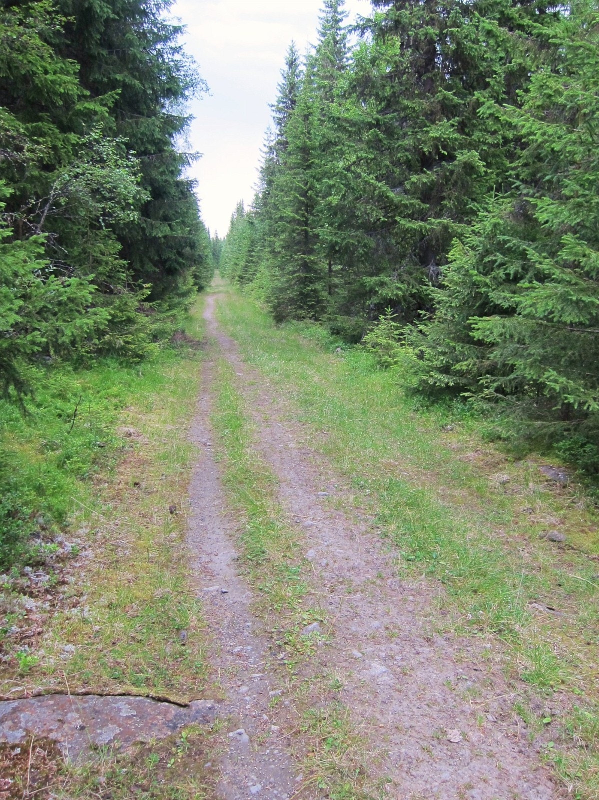 Mange fine sykkel og gåturer på Totenåsen. Galleribilde