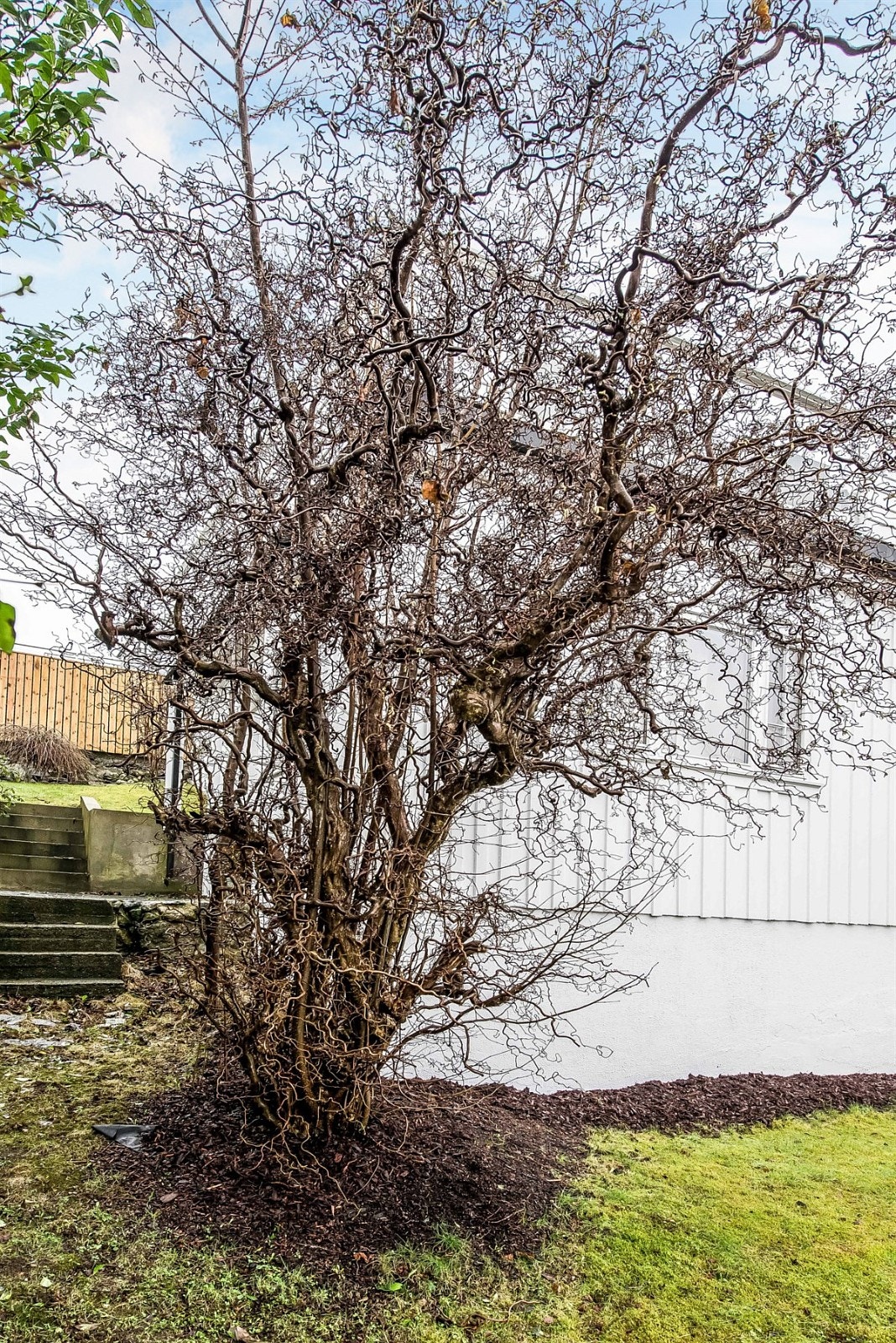 Trollhassel i hagen. Galleribilde